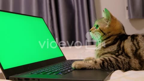 An adorable dragon Li cat staring on the green screen .