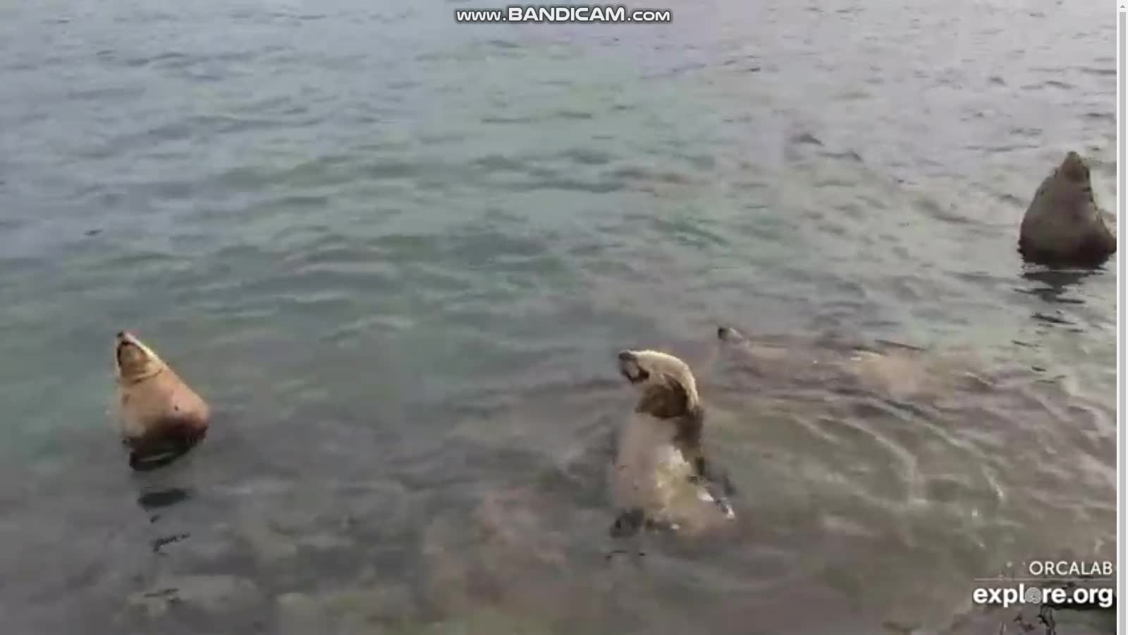 SEA LIONS REST ON THE SHORE.