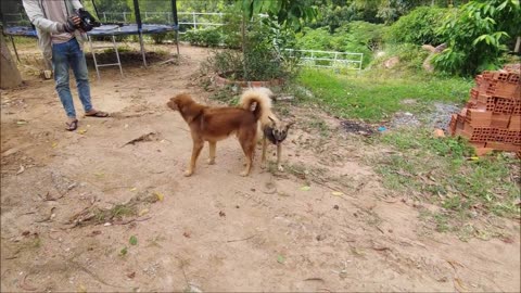 How Dogs React When Seeing Stranger 4 - Running, Barking?