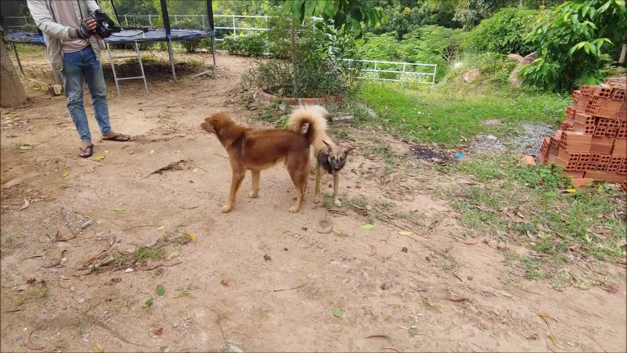 How Dogs React When Seeing Stranger 4 - Running, Barking?
