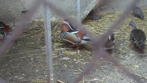 Juvenile california quails (+ 4 Bluescaled quails)