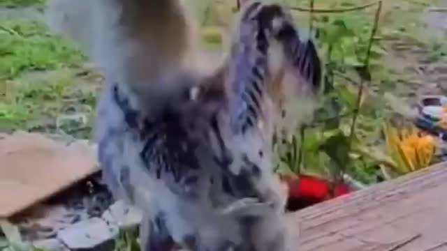 Funny bird