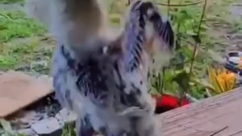 Funny bird