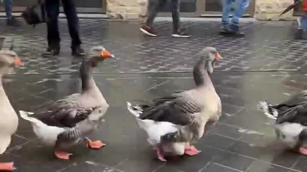 Traditional goose parade