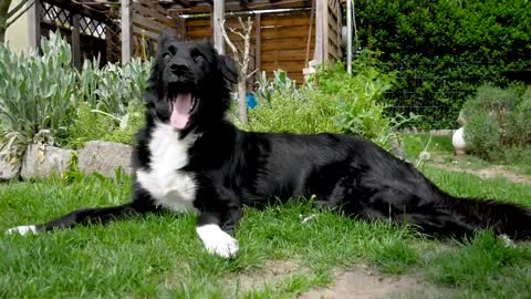 This is the most handsome dog I've ever seen