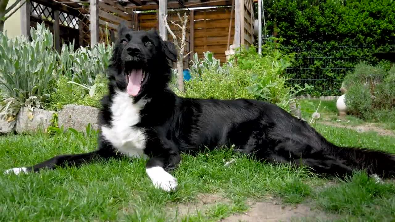 This is the most handsome dog I've ever seen