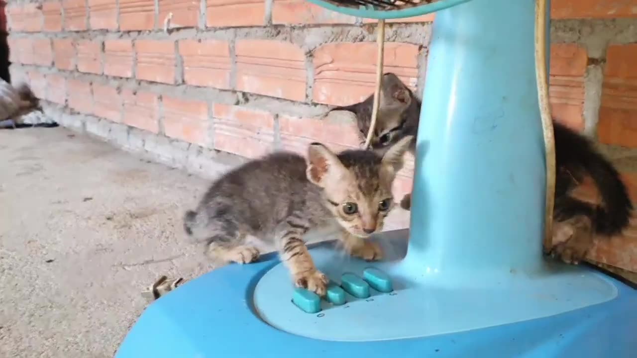 Funiest video 2022 funny cats#funny cats compilations