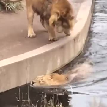 Distracted lions takes thumb