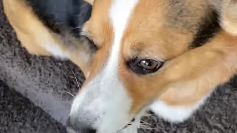 DOGS ARE EMBARRASSED BY DAD JOKES Hammy and Olivia