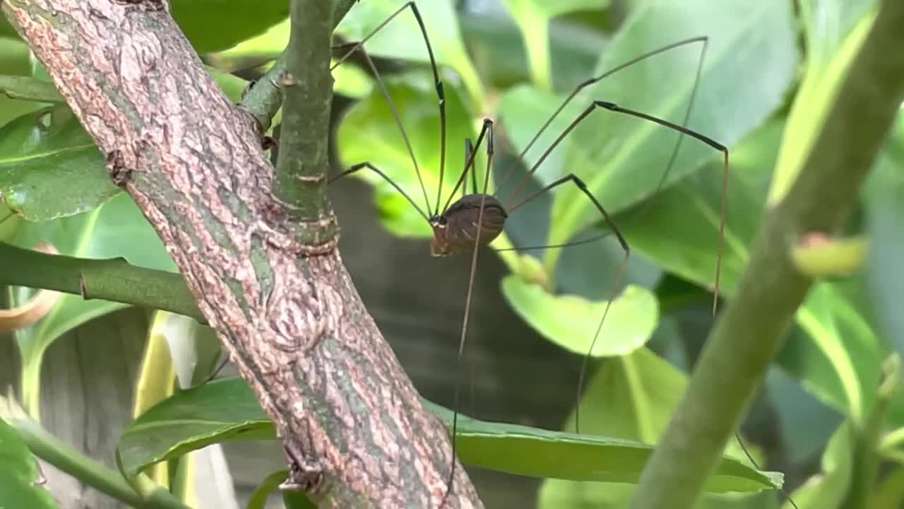 An Eastern Harvestman (Leiobunum vittatum) cleaning its legs up close