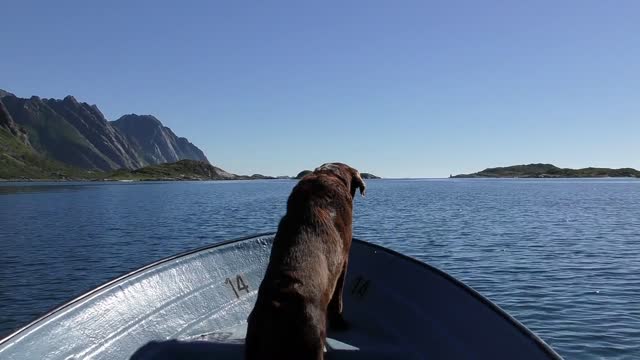 Sailor Dog