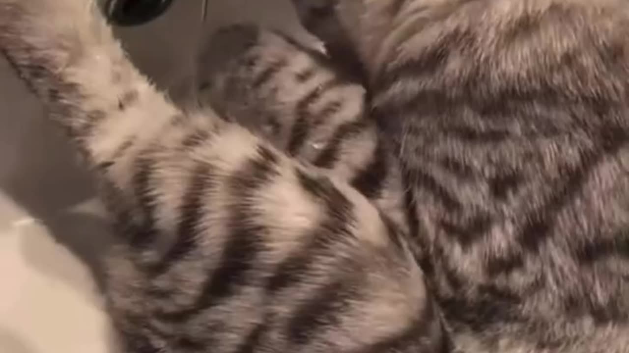 Cats Play with Water