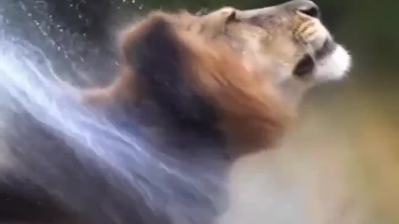 Tiger video