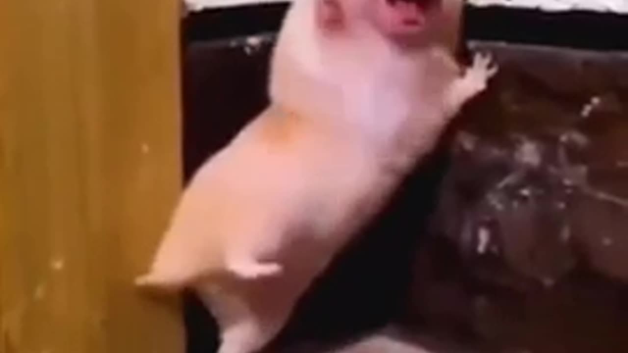 Funny lol moments