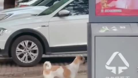 Dog video funny