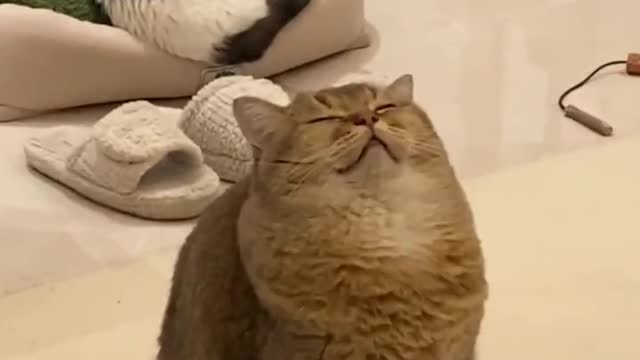 Chonky cat #shorts