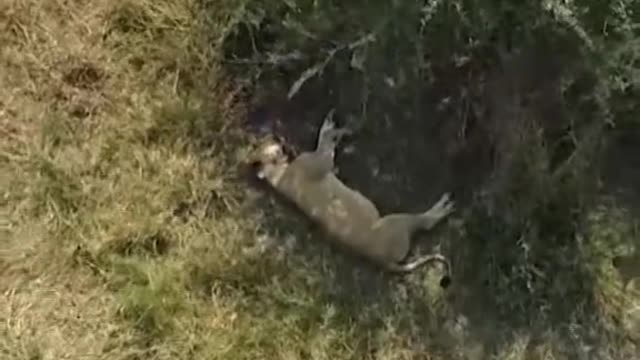 walker,but I never walk backward