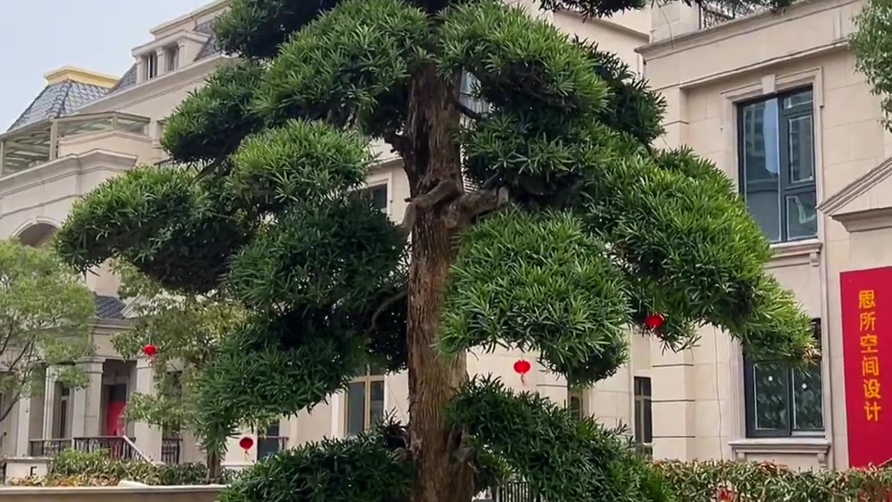 Tour of a Stunning Garden: Admiring a Big Pink Rose Tree in Front of the House