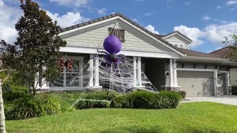 Great Danes go on a Halloween decoration tour