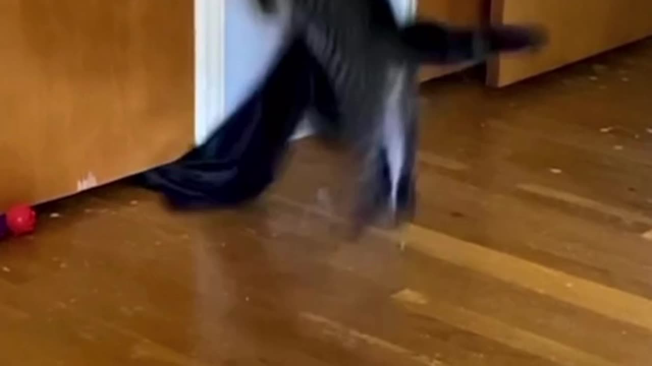 cat freaks out over the thing under the door.