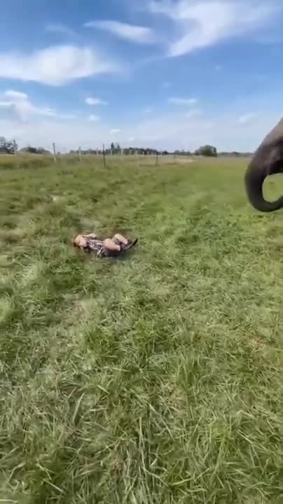 Baby Football with elephant funny videos