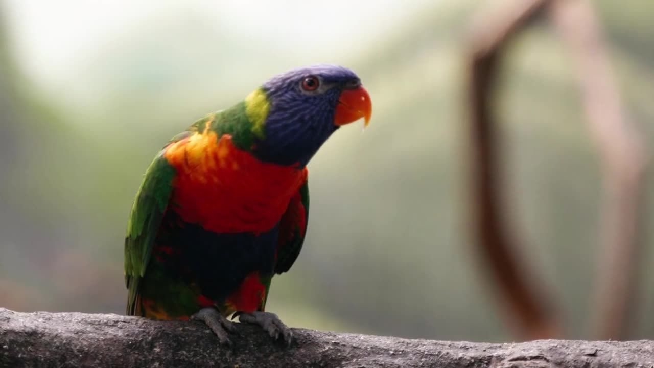 Enchanting Parrot Dancing Among the Trees"