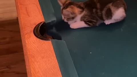 Kittens Playing Pool