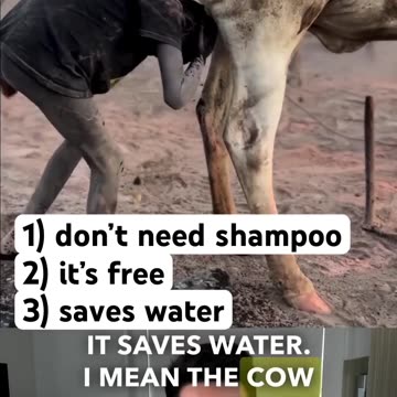 I benefici del fare il bagno nell'urina di mucca e di berne il piscio 🐄 1)non hai bisogno di sapone e shampoo 2)è gratis 3)risparmi l'acqua ed è quindi ecologica in più se hai sete puoi pure berla magari mangiando un po' di sterco