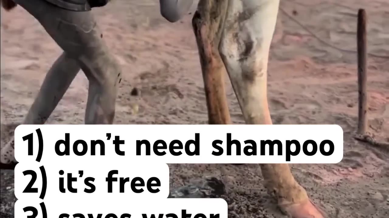 I benefici del fare il bagno nell'urina di mucca e di berne il piscio 🐄 1)non hai bisogno di sapone e shampoo 2)è gratis 3)risparmi l'acqua ed è quindi ecologica in più se hai sete puoi pure berla magari mangiando un po' di sterco