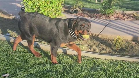 Rottweiler are very attentive. Commands in progress.