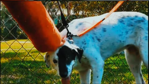 Master Class on Dog Aggression and Dog Psychology Video