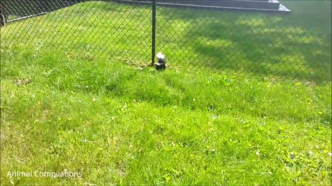Baby Skunks Trying To Spray - Funniest Compilation