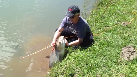 Bighead Carp Caught with Bow and Arrow