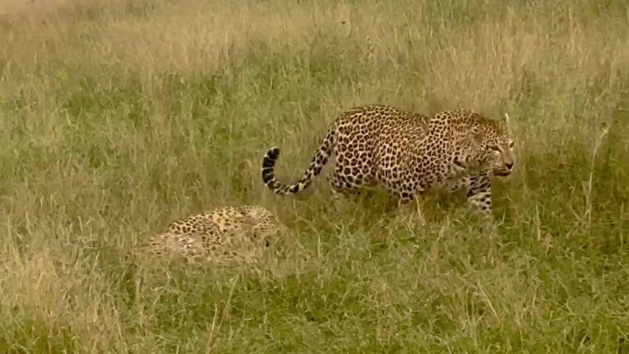 Leopard stand off leopard