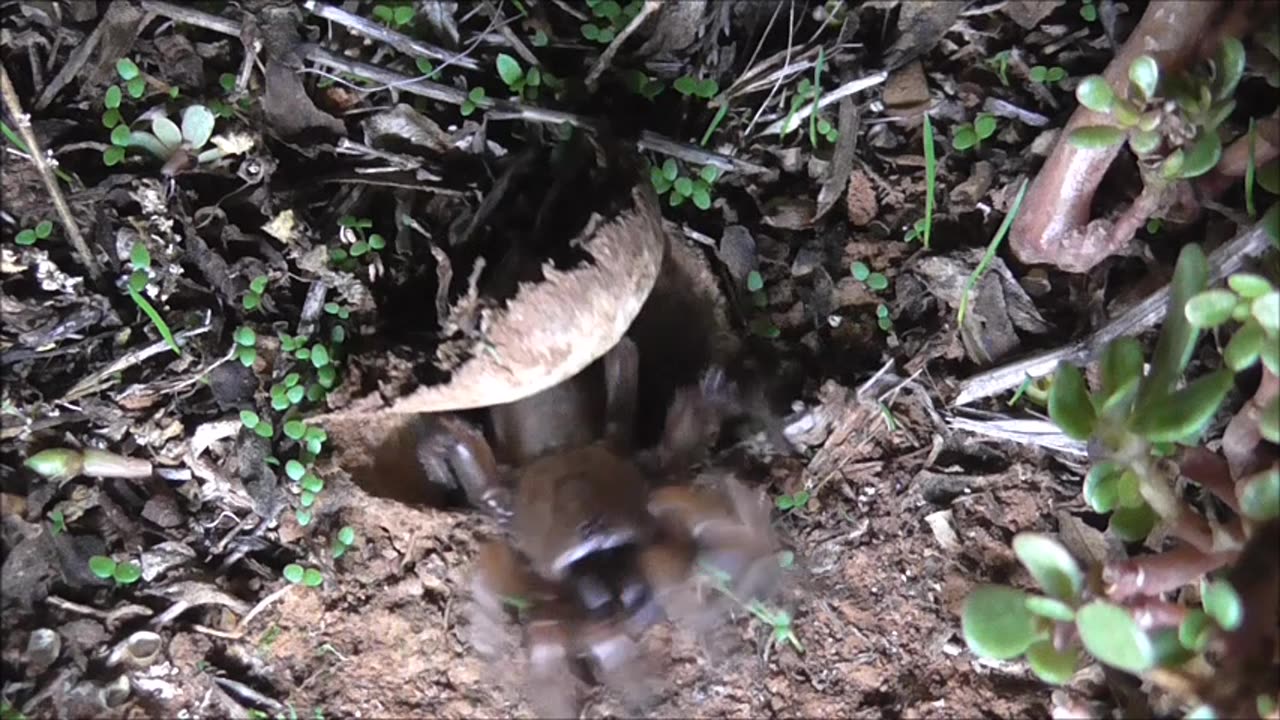 Trapdoor Spider Selects A Meal