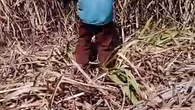 Cortando cana pra fazer cachaça artesanal