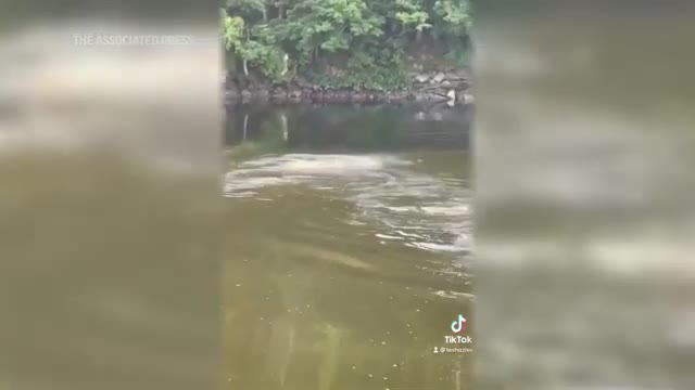 Dolphin spotted swimming up Connecticut river_Cut