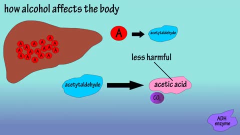 Alcohol - How Alcohol Affects The Body - What Causes A Hangover