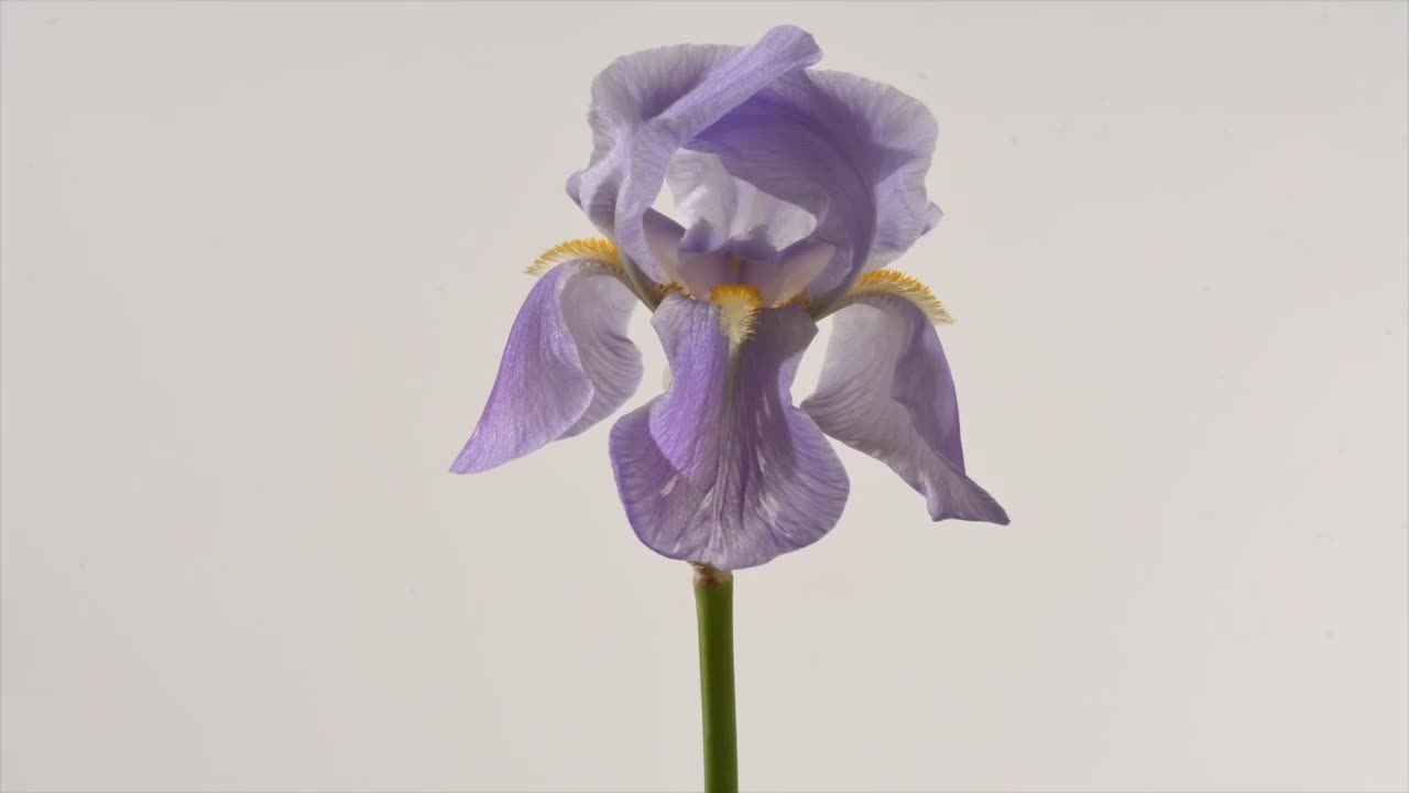 Iris flower dies and new flower bud opens