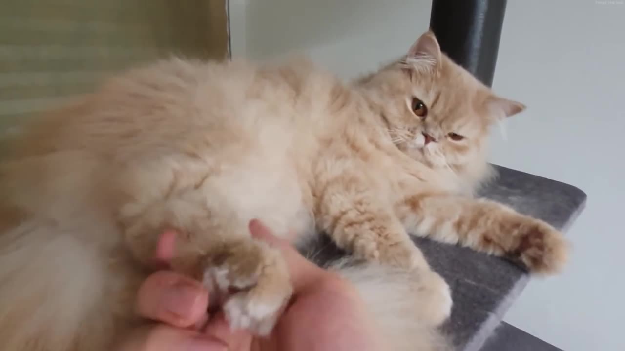 If I touch that foot, will he bite me