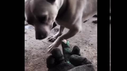 Cute pet funny moment