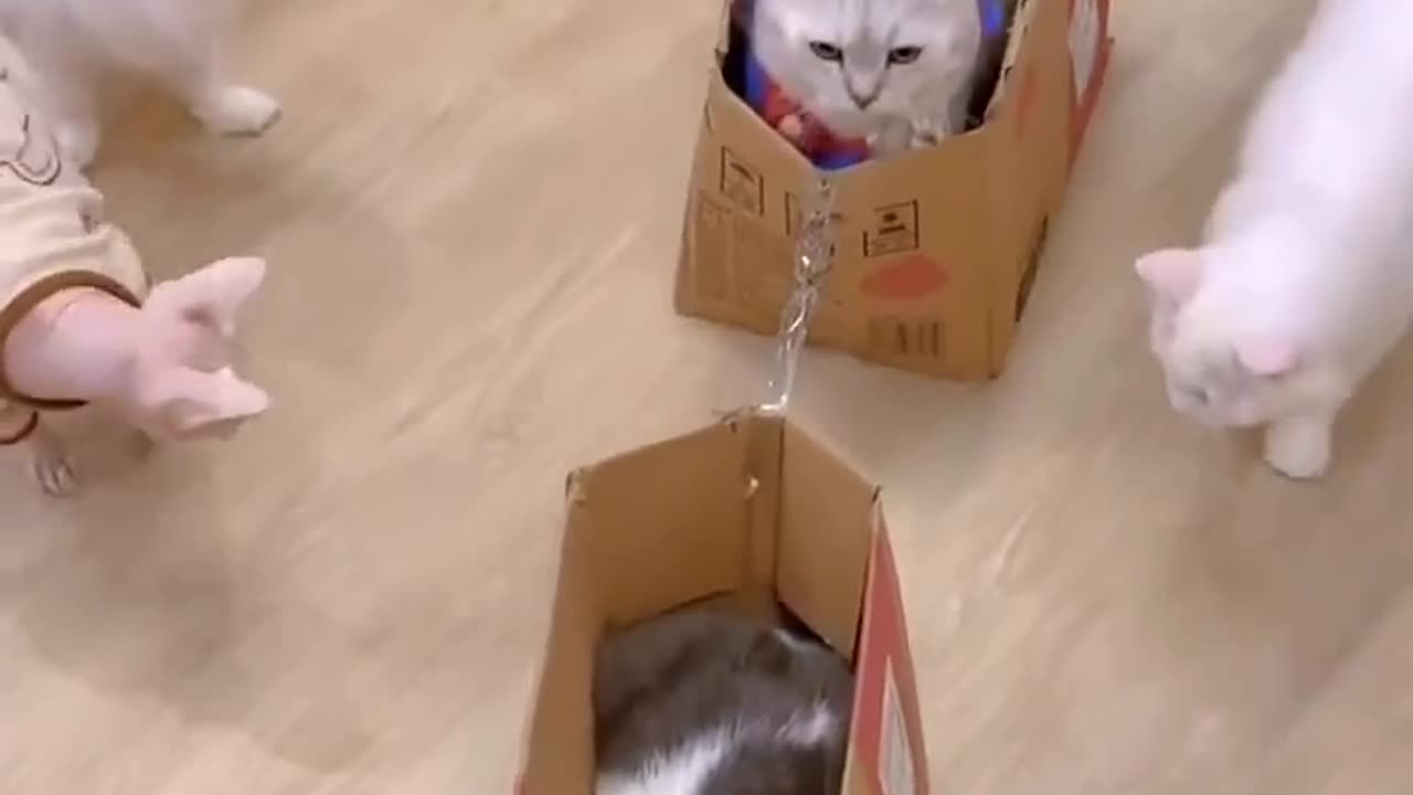 It seems This cute cat is upset with his friends😂