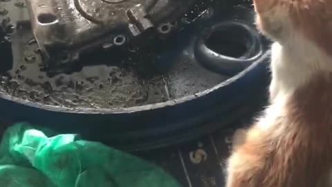 Cat learning mechanic skills