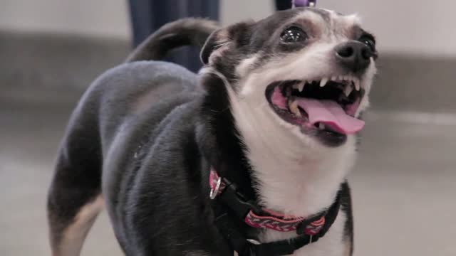 dog on leash panting