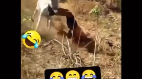 Funny videos