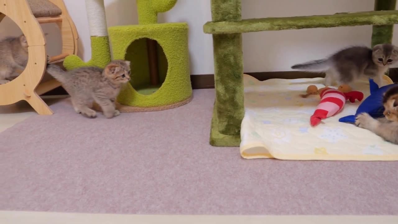 A cute kitten who can_t hide his surprise after receiving a gift from a giant cat tower