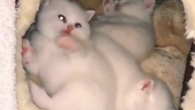 White, adorable, fluffy balls of happiness