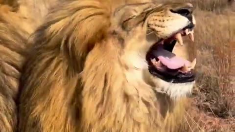 Lion funny laughing video