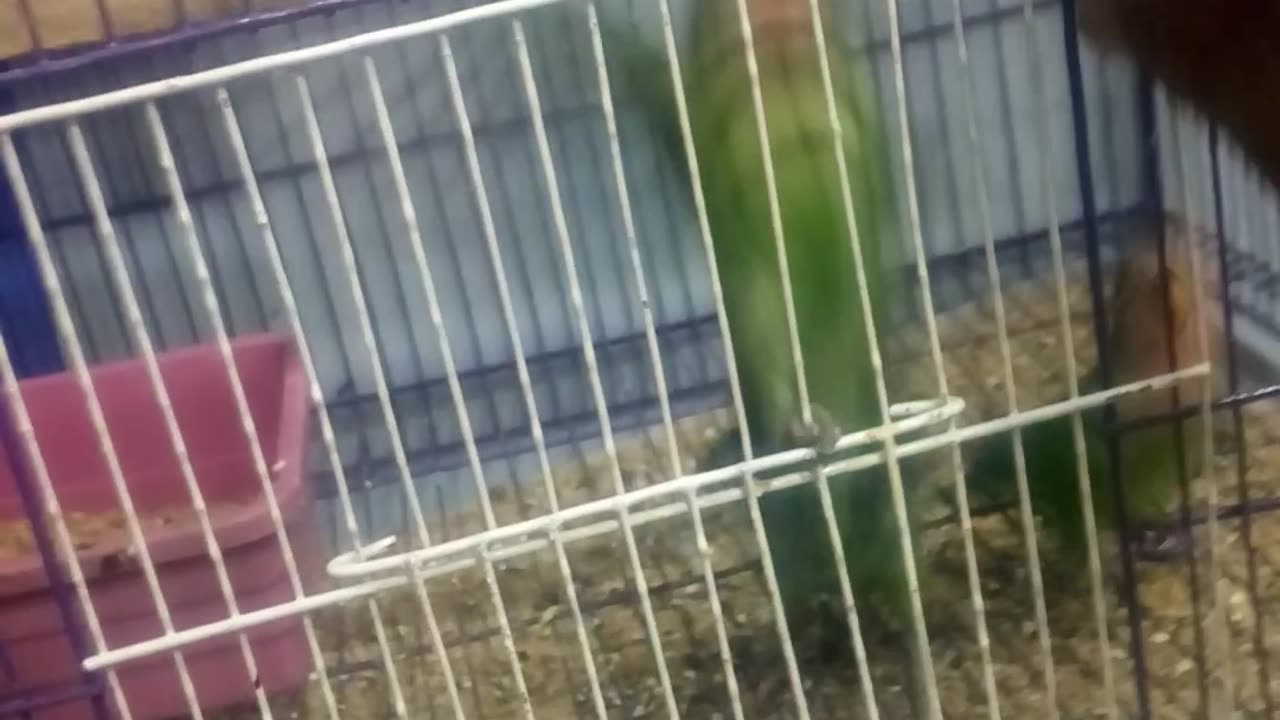 beautiful tame birds