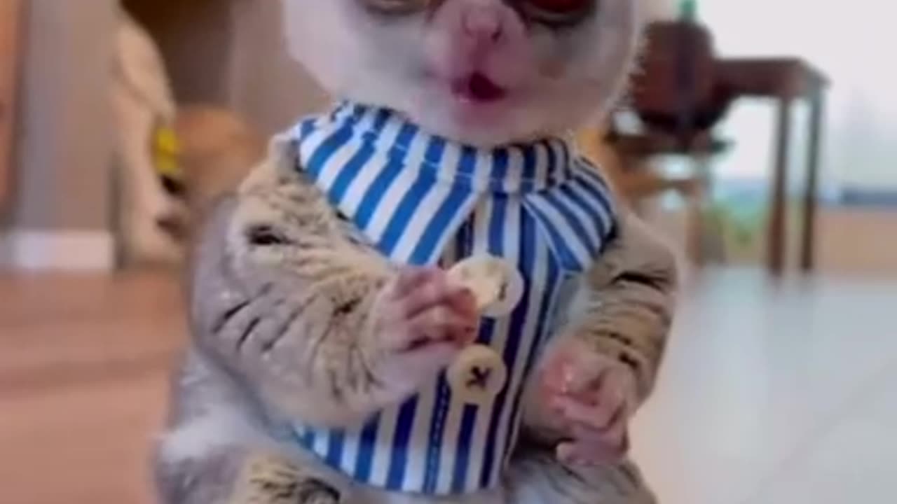 Best Funny Animal Videos of the year 2023